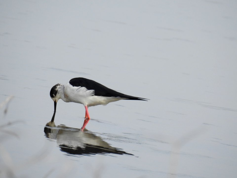 Black winged stilt 33 (Himantopus himantopus) പവിഴക്കാലി 