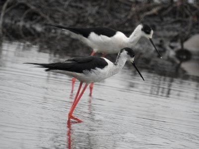 Black winged stilt 52 (Himantopus himantopus) പവിഴക്കാലി 