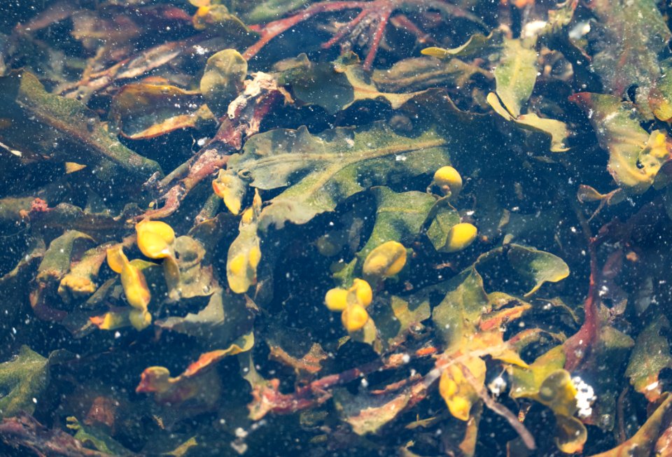 Bladder wrack in Norrkila