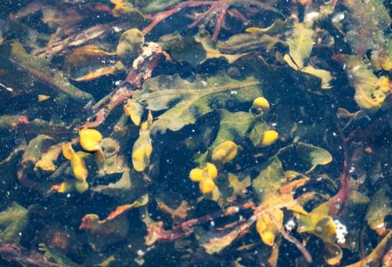 Bladder wrack in Norrkila