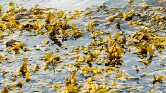 Bladder wrack peeking up above the water 3