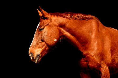 Beautiful animal animal world