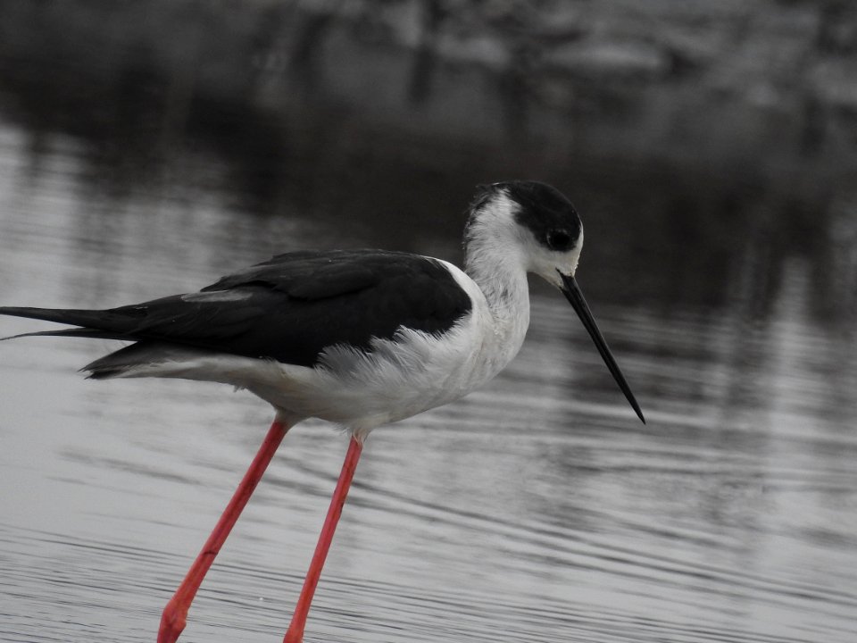 Black winged stilt 51 (Himantopus himantopus) പവിഴക്കാലി 