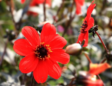 Bloom red red dahlia