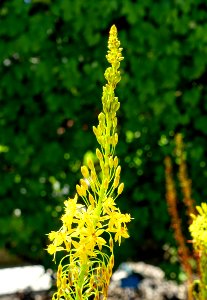 Bulbine latifolia (Bulbine natalensis) - Mildred E. Mathias Botanical Garden - University of California, Los Angeles - DSC02945