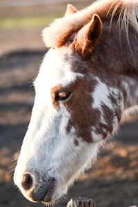 Animal four legged crin photo