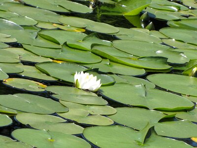 Water pond garden