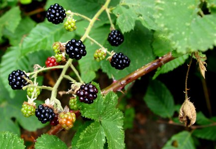 Blackberries Brombeeren (2)