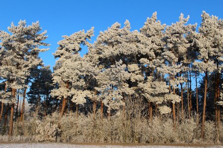 Trees cold winter