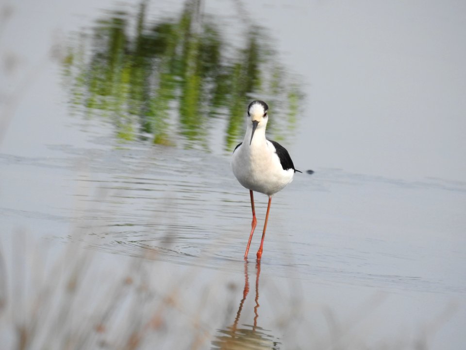 Black winged stilt 42 (Himantopus himantopus) പവിഴക്കാലി 