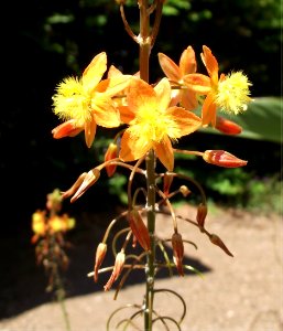 Bulbine frutescens 'Tiny Tangerine'