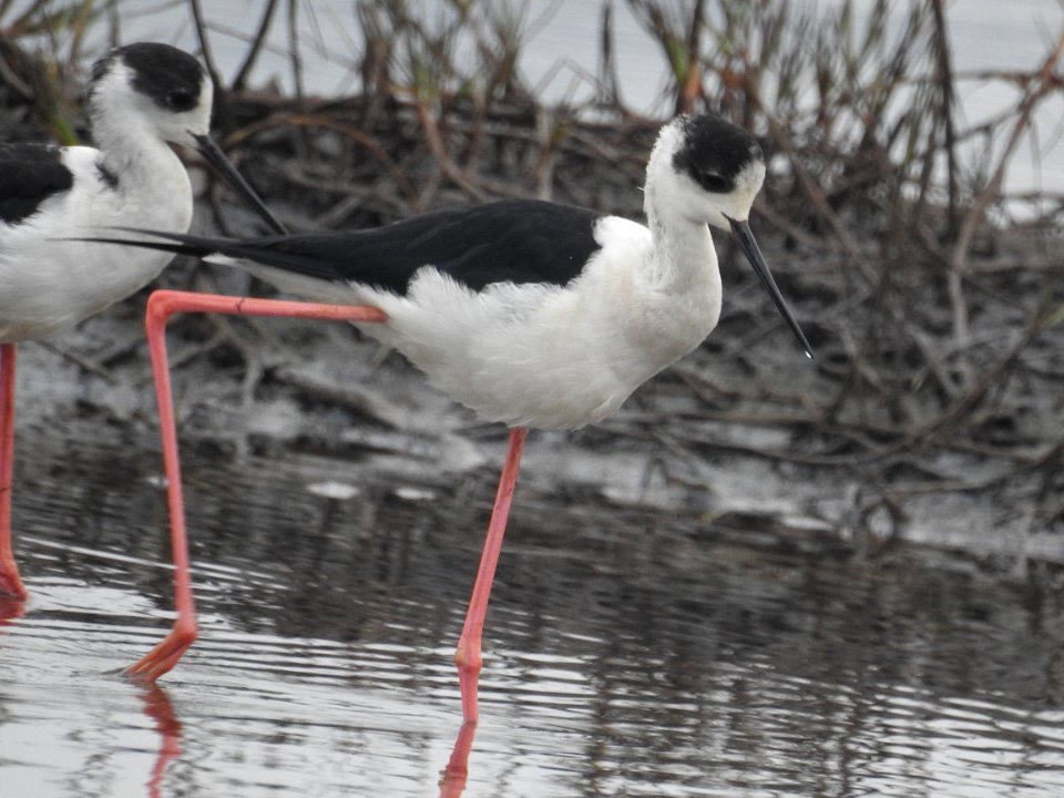 Black winged stilt 48 (Himantopus himantopus) പവിഴക്കാലി 