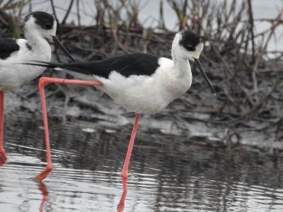 Black winged stilt 48 (Himantopus himantopus) പവിഴക്കാലി 