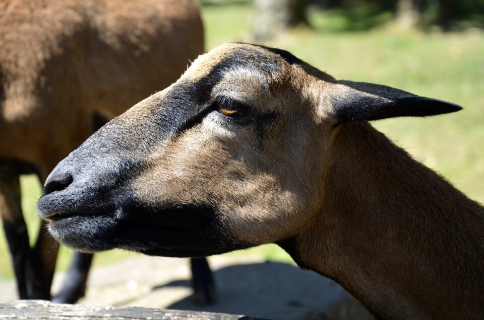 Nature farm zoo