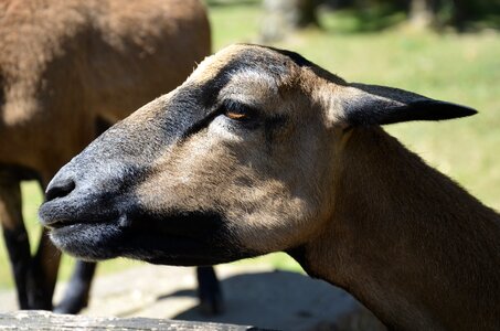 Nature farm zoo