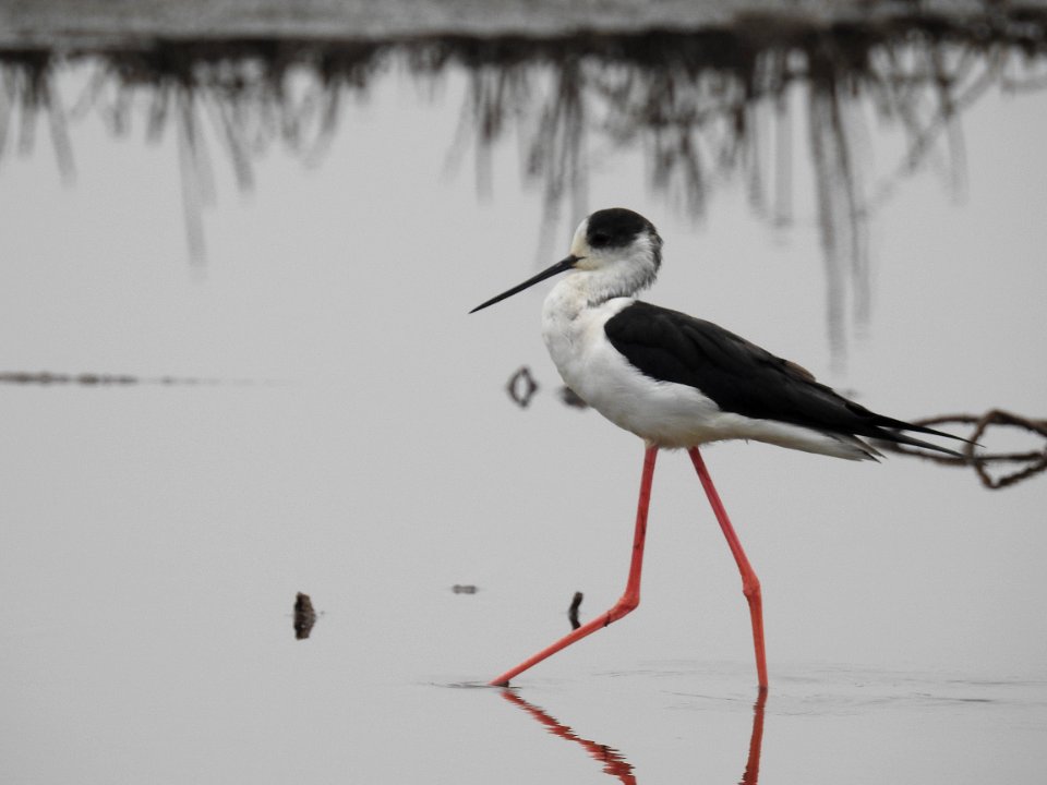 Black winged stilt 56 (Himantopus himantopus) പവിഴക്കാലി 