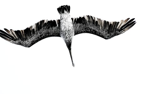 Sea bird seagull