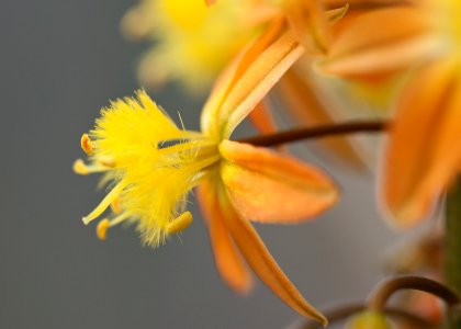 Bulbine frutescens, single flower