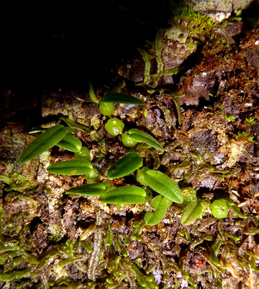 Bulbophyllum pygmaeum by Peter de Lange
