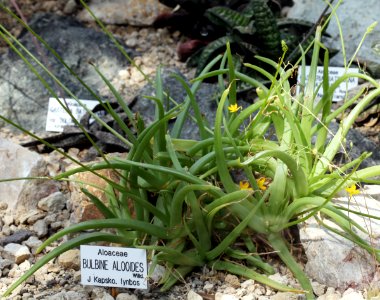 Bulbine alooides Prague 2012 1