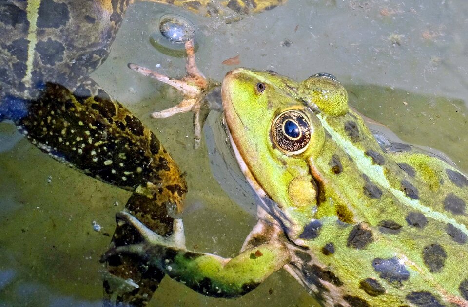 Green frog pond nature