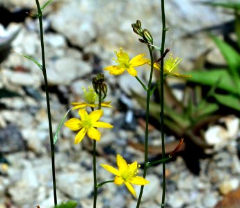 Bulbine mesembryanthemoides Prague 2012 2