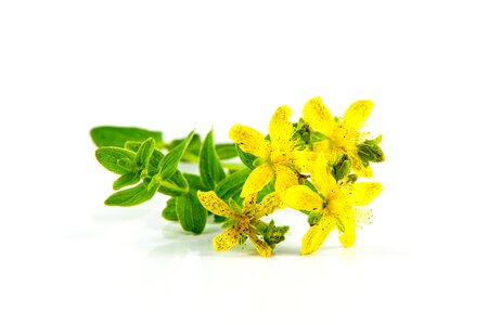 Flora floral green