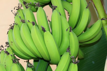 Results bananas old