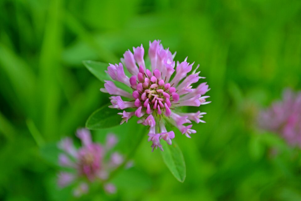 Spring wild flowers field flowers