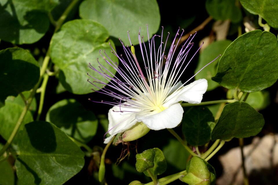 Bush nature blossom