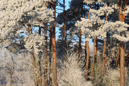 Trees cold winter