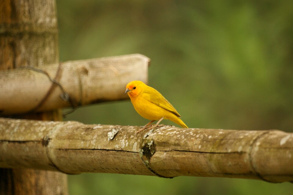 Nature quindio colombia