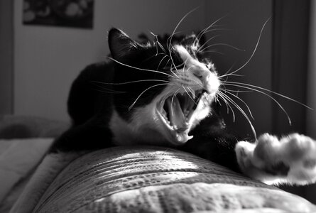 Cat cute animal
