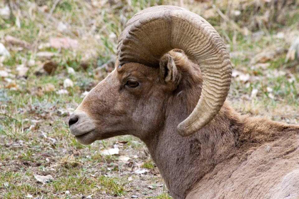 Wildlife sheep bighorn photo