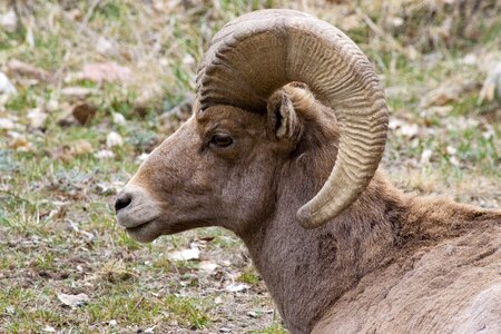 Wildlife sheep bighorn photo