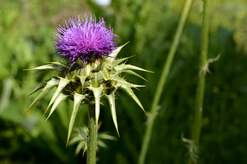 Thistle blossom bloom