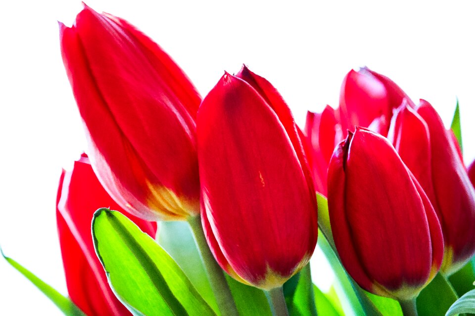 Red schnittblume close up