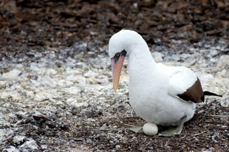 Wildlife galapagos galapagos islands photo