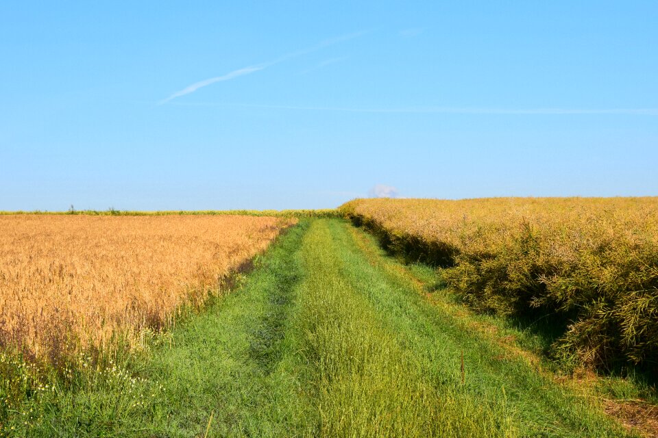 Summer nature background