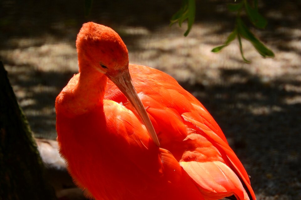 The south american brodivý bird ibis the prague zoo