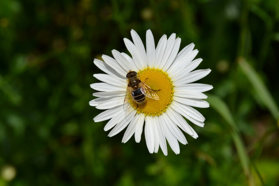 Green wild flowers white