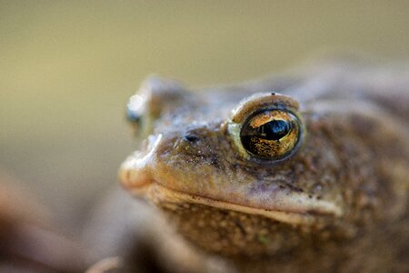 Amphibians aquatic animal animal photo