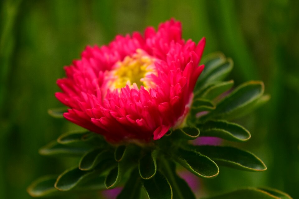 Blossom bloom composites