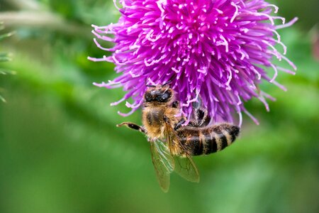 Bloom pollination pollen photo