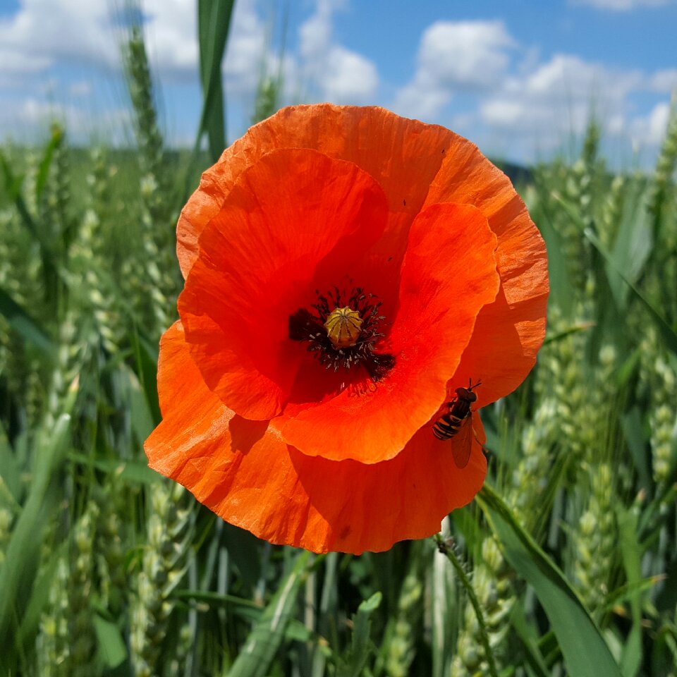 Fly insect flower photo