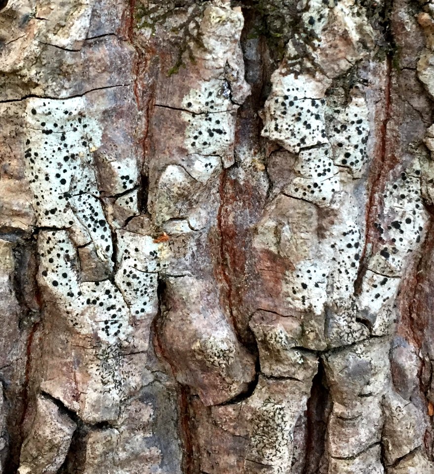 Buellia erubescens 57679667