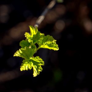 Budding leaves on redcurrant 2