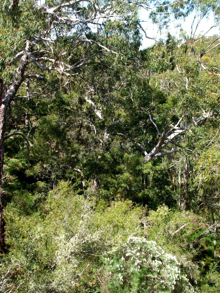 Budj Bim ‐ Mt Eccles National Park, Victoria, Australia 41