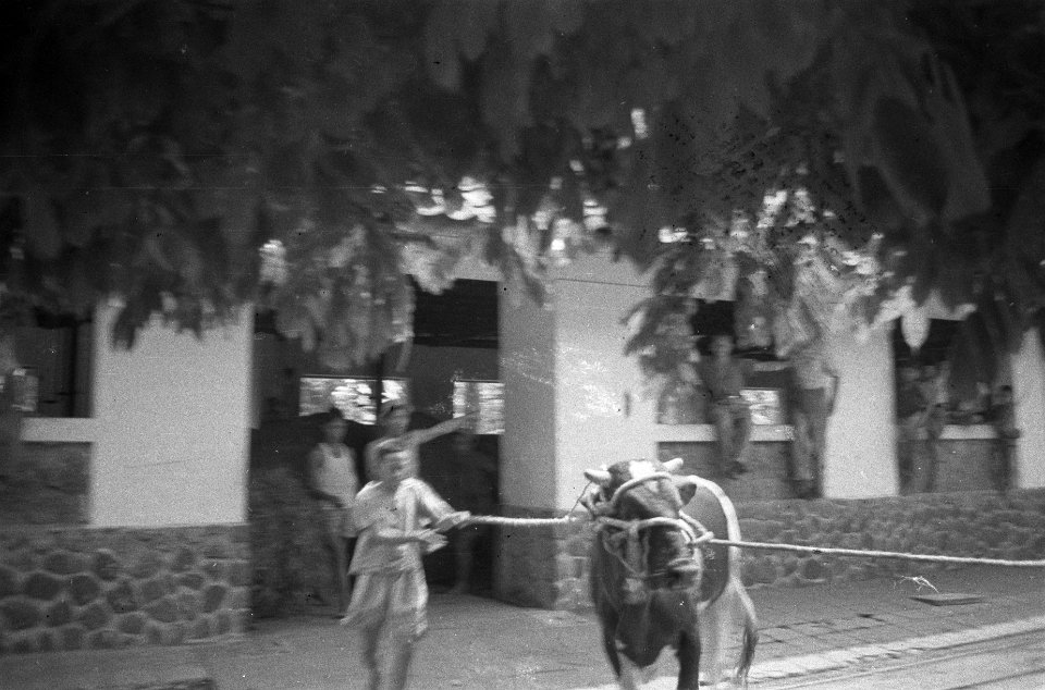 Buitenzorg Een koe wordt aangevoerd bij het slachthuis van de 1ste Inf Brigade, Bestanddeelnr 383-5-1