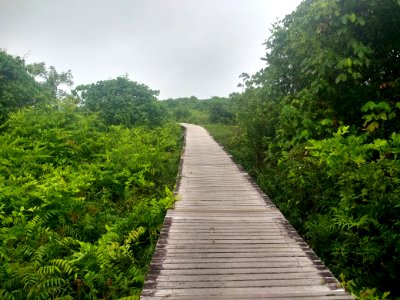 Bukit Lima Nature Reserve 1